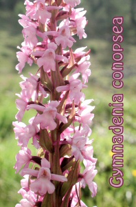 Gymnadenia